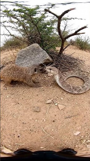 Mongoose vs Rattlesnake: Split-Second Strike-and-Recoil! #animals #safari