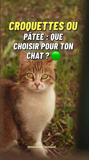 🐱 Que choisir entre les croquettes et la pâtée pour ton chat?