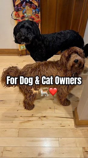 Tracking device for pets, bags, keys and more. #youtubeshorts