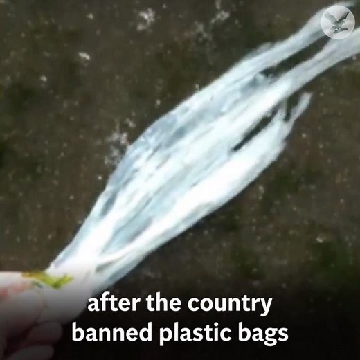 162K views · 360 reactions | This non-plastic bag can dissolve itself in water | The Independent | Facebook