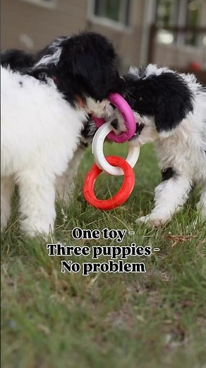 Sheepadoodle Puppies Sharing ❤️ #sheepadoodle