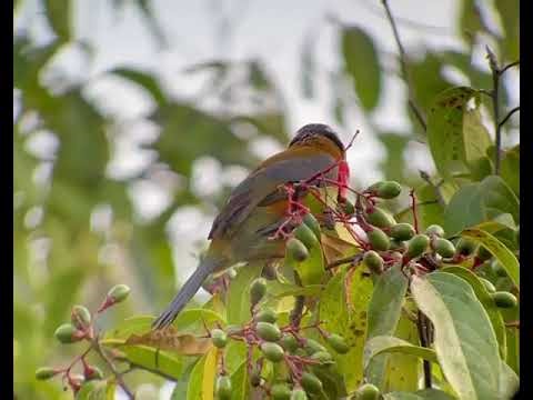 Nature, Photography & Birding Adventures | Birds of Ecuador 📸🦜