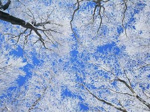 細雪 + 能不能留住你.