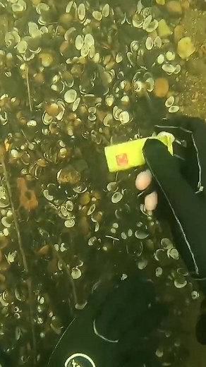 171K views · 2.1K reactions | #underwater #underwaterphotography #diving #scubadiving #ocean #scuba #sea #underwaterworld #nature #dive #photography #uwphotography #padi #fish #sealife #underwaterlife #underwa | News Media Today | Facebook