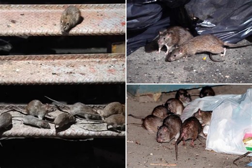 The 5 most rat-infested cities in America revealed — sorry, New Yorkers