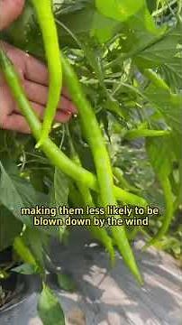 Planting two pepper plants togeter increases yield#garden #plant #far