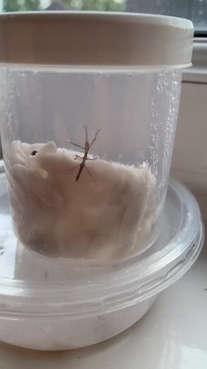 Stick Insect Hatching: Witness One of the Hatchlings!