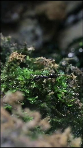 Frogs Eating an Ant #learnontiktok #petthings #animalfriends #ScienceFair #NatureVibes #petsoftiktok #petstory #minivlog #tiktokanimals #natureathome