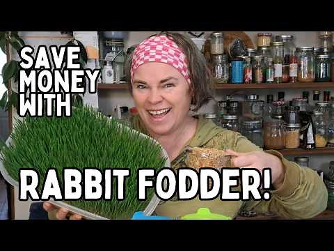 Grow Your Own Wheat Fodder: DIY Step-by-Step for Rabbits & Poultry