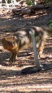 Can a mongoose take down a venomous black mamba? #wildlifeshorts