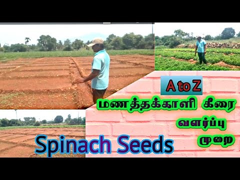 Manathakkali keerai valarpu in tamil | how to grow manathakkali keerai | manathakkali keerai seeds