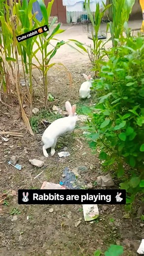 Viralvideo🐇#rabbit#youtubeshorts#mycuterabbit#pets#animals#cute#shortfeed#shortvideo