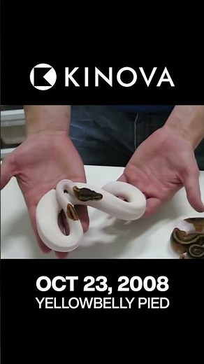 Introducing the first Yellowbelly Piebald Ball Python - 2008