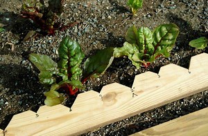 Easy Planting Board for the Garden | How-to DIY | joegardener®