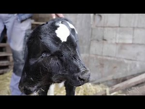Two-headed calf born in North Macedonia