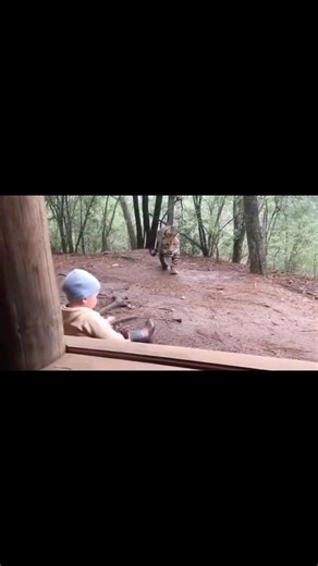 HEART-STOPPING: Leopard Creeps Up on Child Before chihuahua Intervenes