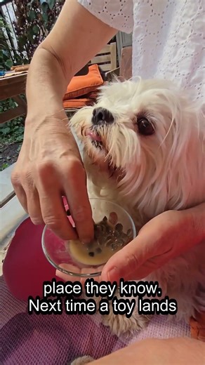 The Real Reason Cats Leave Toys on Your Bed