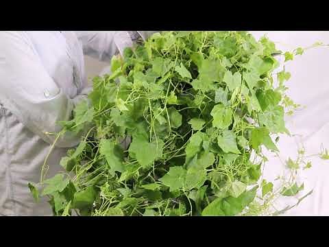 How to Harvest Cucamelons