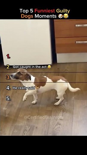 Top 5 Funniest Guilty Dogs Moments (Caught in the Act!) 🐶😂