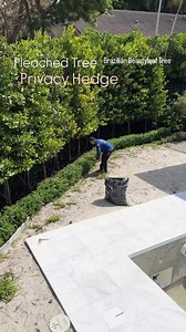 4.1K views · 113 reactions | Creating Privacy in your Backyard . . . . . #miami #fortlauderdale #backyard #landscaping #garden #lawn #swimmingpool #patio #gardendesign #landscapedesign | Matthew Giampietro Garden Design | Facebook
