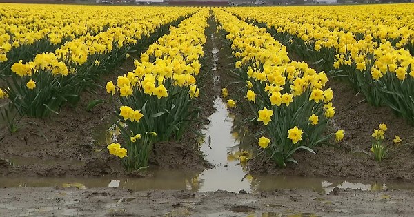 Floodwaters swamp Skagit Valley farmland as tulip season nears