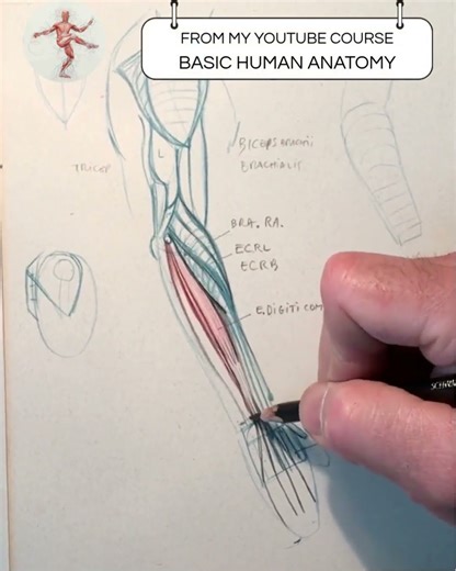 How to Draw Hands: The Distinct Extensor Digit Minimi Muscle #HandAnatomy #Extensor #Anatomy #Art