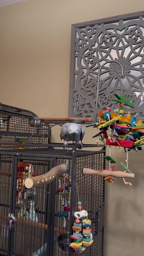 Gizmo The Grey Bird on TikTok