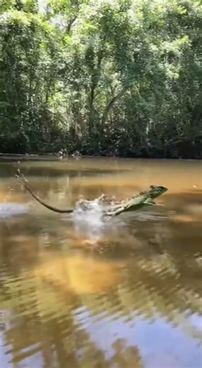 A basilisk lizard escapes a predator by sprinting across the water surface on its hind legs