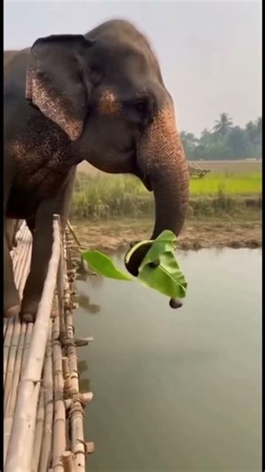 Mama Elephant's Quick Poop Disposal Trick!