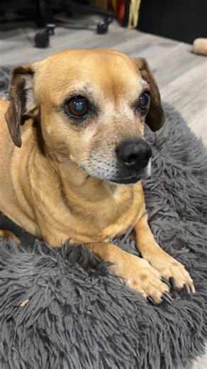 Nate Petroski on Instagram: "This log is missing something #narrowayhomestead #offgrid #hollowlog #treebark #woodstove"