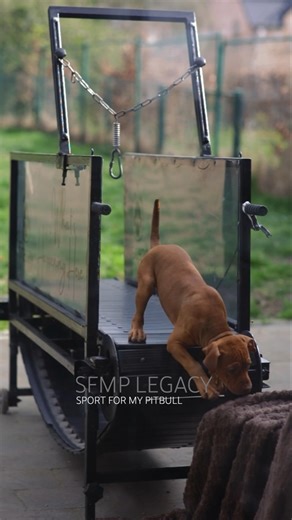 initiation treadmill, avec les parents 🐾 confiance et l’instinct naturel. MATKA GABIA × ODIN / SFMP