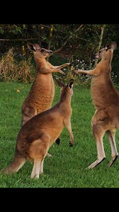 1.1K views · 20 reactions | Epic Kangaroo Fight: Wild Boxing Match Down Under :) #kangaroo #boxingday #Animalsbattle #animals #wildlifereels #wildlife #wildlifeplanet #shortsvideos #shortsviral | Lifeandnature.photo | Facebook