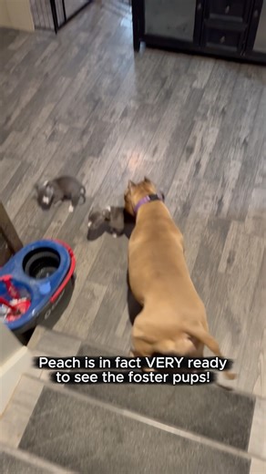 1M views · 54K reactions | Best auntie EVER! #peach #puppy #tapdance #bestauntever #funnydogs #fosteringsaveslives #pawsitivetailskc | Pittiehoarder | Facebook