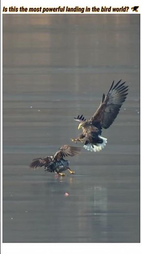 Massive White-Tailed Sea Eagle Landing! Incredible 4K Slow Motion