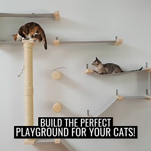 Turn your house into a cat playground 🙌😻 | UNILAD
