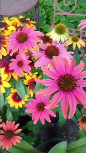 Black-Eyed Susans & Coneflowers in Full Bloom 🌼Description: