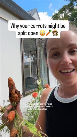 Carrot splitting happens when there’s too much water in a short time. Similar to tomato splitting. For carrots you can still eat it, it’s still good - just looks funny! How are your carrots looking? — 👩🏻‍🌾 Hey, I’m Tash - I started gardening in pots 8 years ago and now have a small vege patch in my front yard. I’d love to help you get started with your vege patch. ✅ Hit FOLLOW and let’s grow your vege patch too & grab my free checklist in my profile 😍 organic veggie growing, vegetable garden