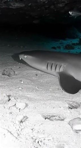Reef Shark Sleeps in Underwater Cave | Stunning Infrared Night Vision #shorts #shark