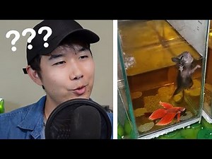 BEST Tank Mate for Your BETTA FISH ☠️ | Fish Tank Review 115