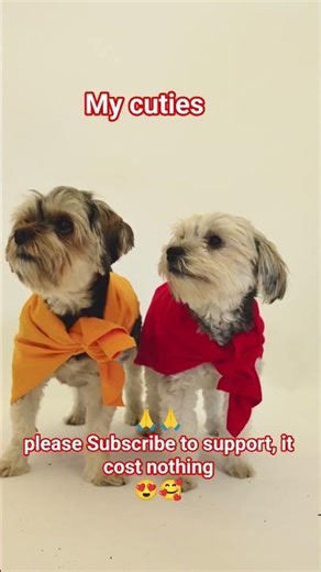 Cutest Shih Tzu Ever 🐶💕 | Adorable Fluffy Puppy Moments That Will Melt Your Heart! #shorts #animals