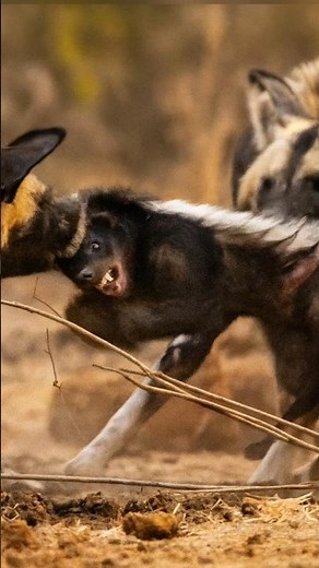 Honey Badger Tries to Steal Wild Dog Pup… Gets Caught Instantly! 😱🐶