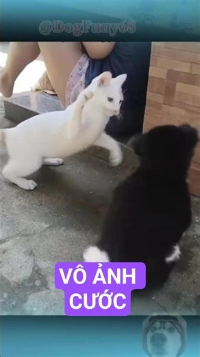 cuộc Đại chiến giữa chó và mồn lèo 😂🐈 #funny #dongvat #catshorts #dogshorts