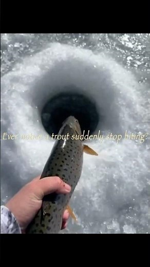 Why Trout Suddenly Stop Biting.