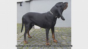 How to Train Your Black and Tan Coonhound: Tips and Techniques