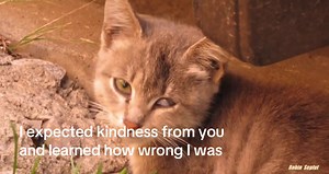 Forgiveness and Kindness: Lessons Learned