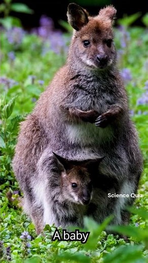 Kangaroo Facts That Will Surprise You 🦘⚡