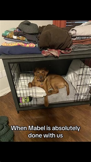 Crate Training Tips for Spoiled Lab Puppies