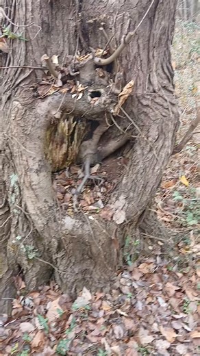Demonic tree behind my house looks like it has organs inside #demonictree #eviltrees #treeswithorgansinside | Scott Fullington