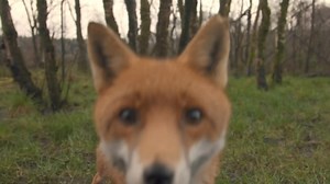 13K views · 112 reactions | ✨ Incredible Moment! ✨ In this clip from...