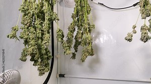 Drying Cannabis in a Grow Tent